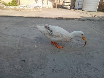white duck