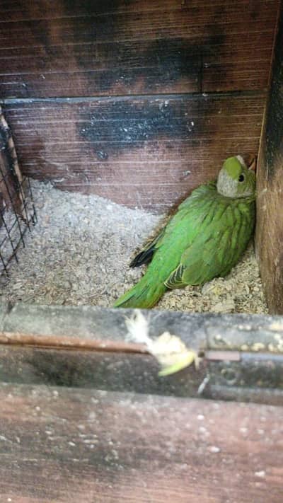 گرین رنگ نیک