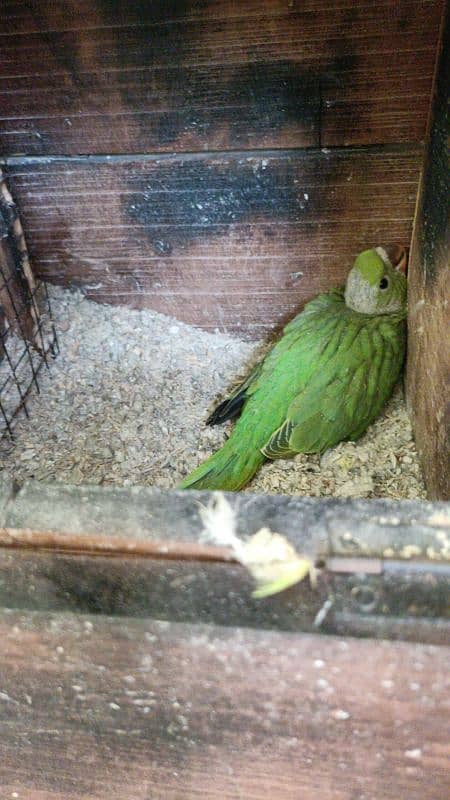 گرین رنگ نیک 0