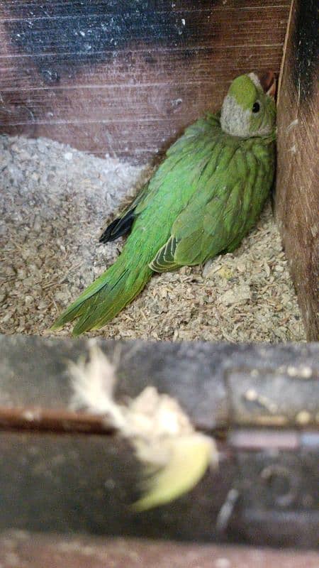 گرین رنگ نیک 1