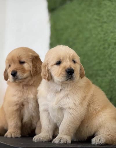 Golden Retriever Microchipped Pedigree Puppy