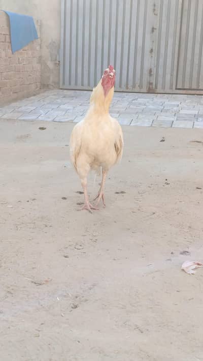 Aseel high covality morgha