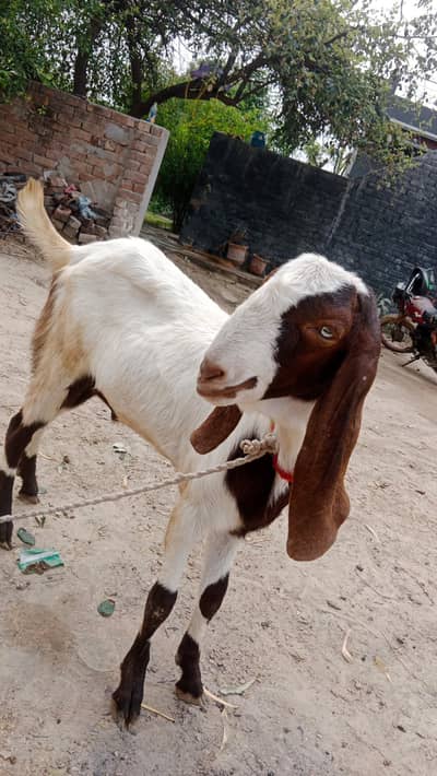 bakra for sell/wzan 60 kg / 03206489668