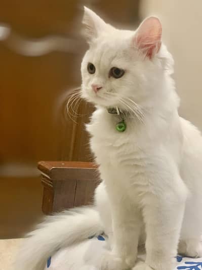 White adorable vaccinated persian cat