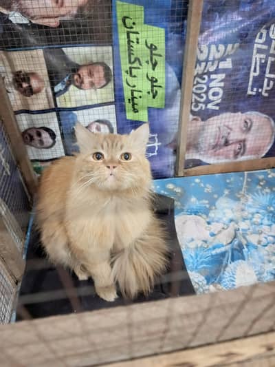 Persian Cat Male For Sale Lahore.