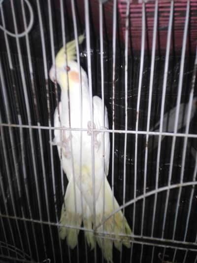 cocktail parrot red eye