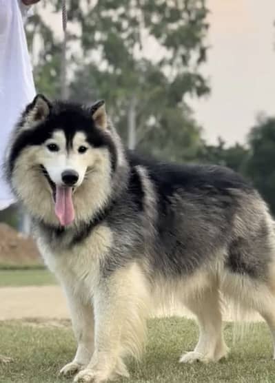 Husky Male Pedigree Dog