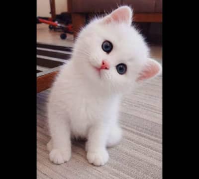 “Adorable Fluffy Companion Looking for a Loving Home”