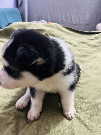 Husky Puppies Urgent Sale