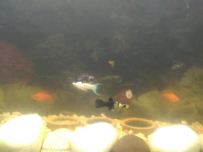 molly fish baby available in Good  condition