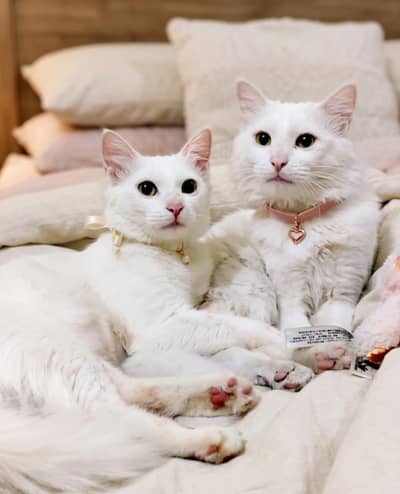 Beautiful Pair of Cats Available