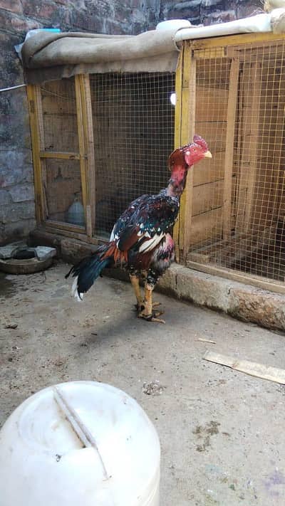 kamalia aseel murga for sale