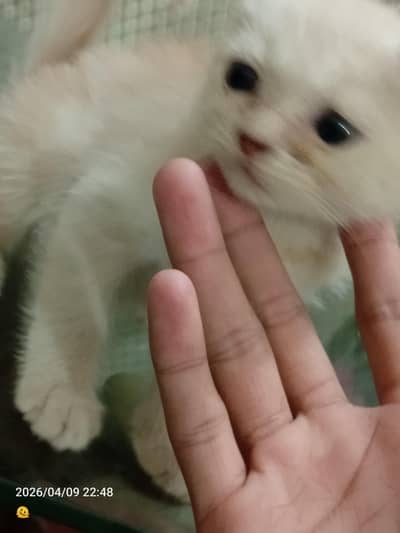 female lovely kittens available