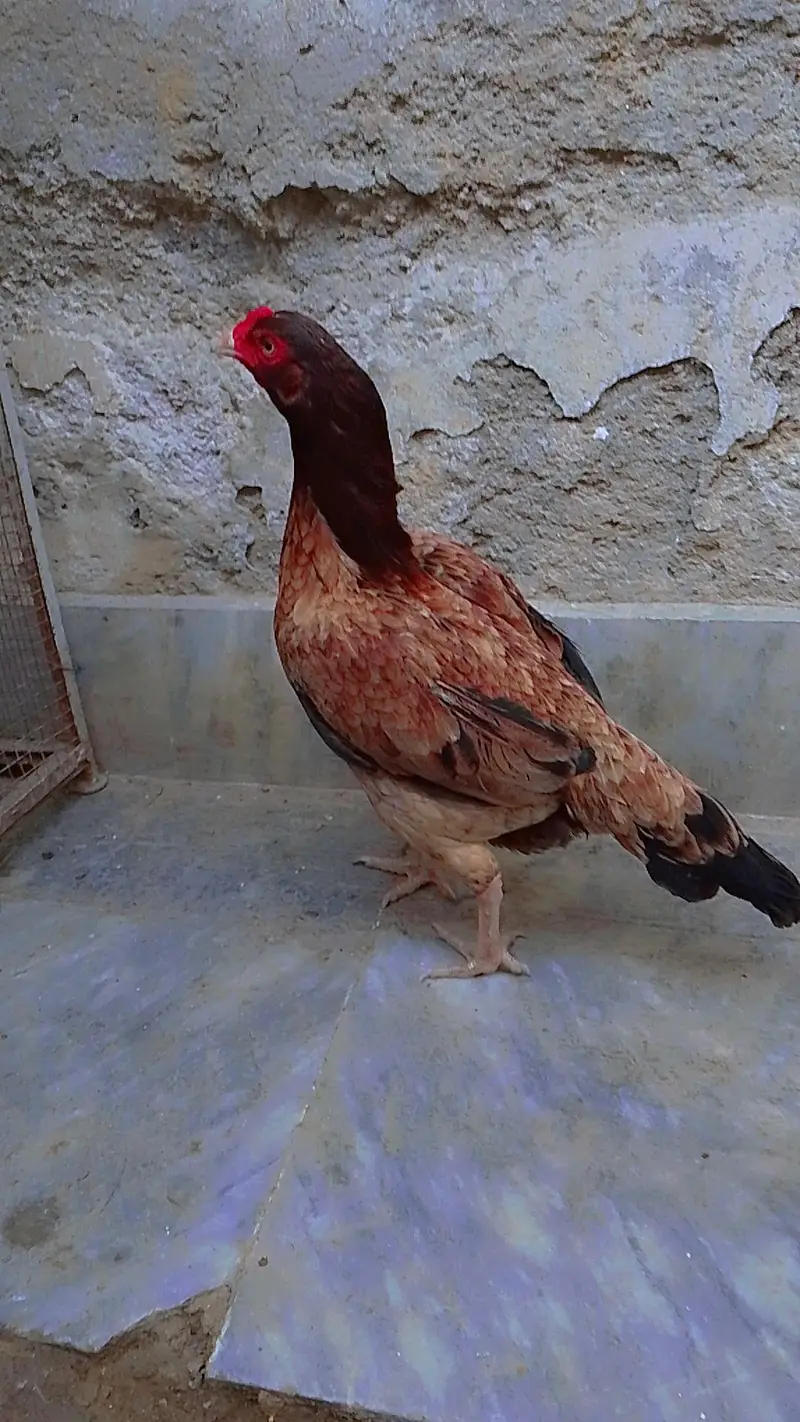 aseel murgii — photo 3