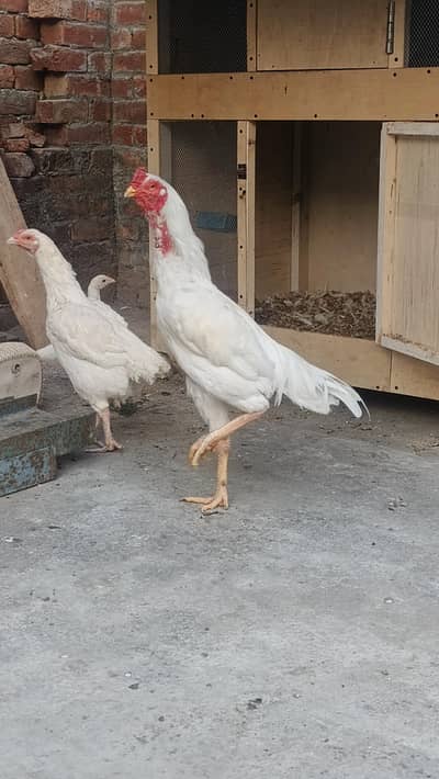 hera breedar pair+8 eggs  available