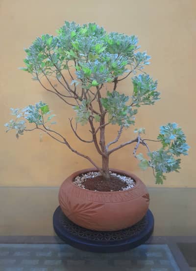 BONSAI in reasonable Prices