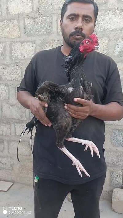 Lasani aseel/Mushka ASEEL/black mushka/zero size