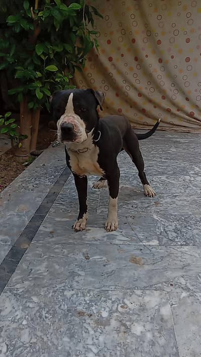 pitbull male