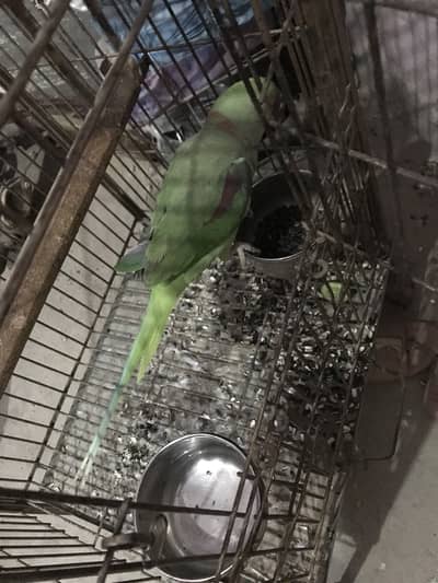 I wmat to sale my whole birds setup