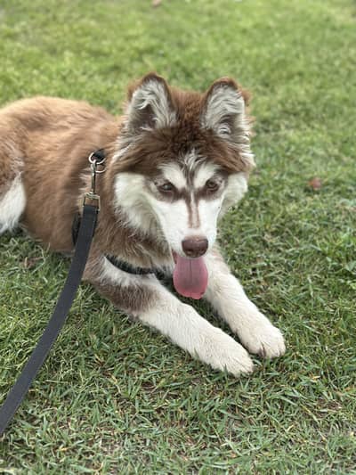 Alaskan Siberian Husky Odd Eyes
