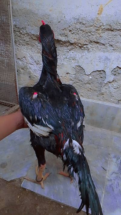 Black shamoo