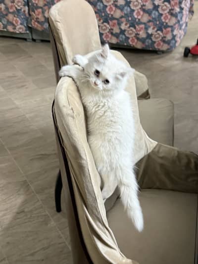 Kitten playful active and trained