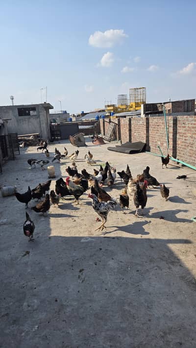 Multiple Breeding Pairs available for Sale