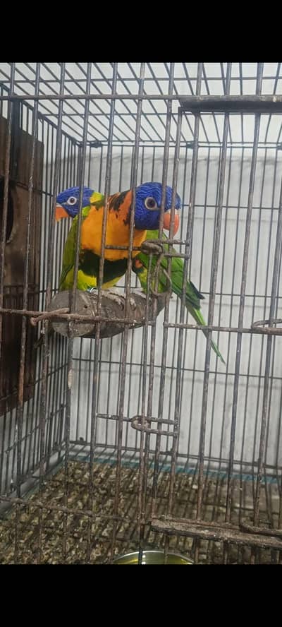 lorry breeder pairs for sale