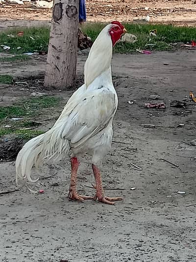 Full active and healthy