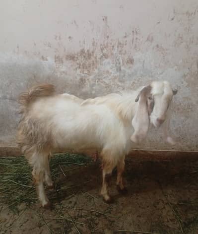 2 dath naar Milk for goat form House