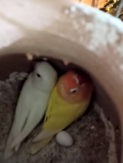 Albino res eyes into lutino par Santa