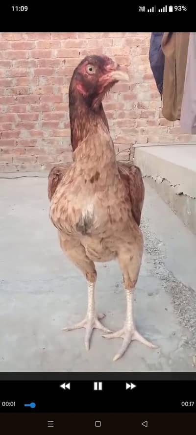 High quality 2Aseel murgiya for sale and exchange