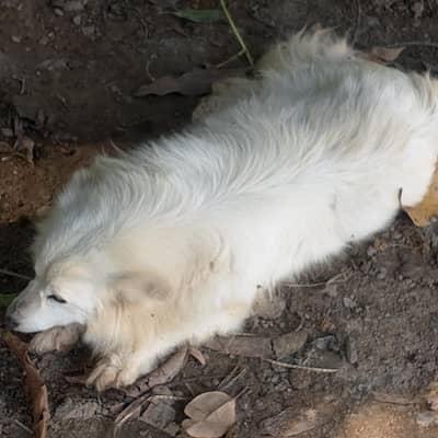 ہم نے فیمیل ریشین ڈوگ سیل کرنی ہے رابطہ نمبر 03005115794