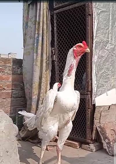 Aseel Shamo white chicks