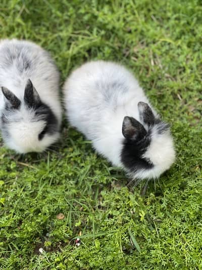 Fancy rabbits teddy dwarf