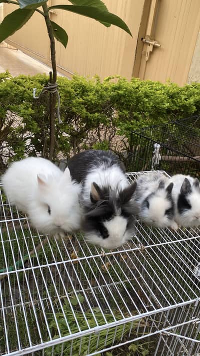 Fancy rabbits teddy dwarf