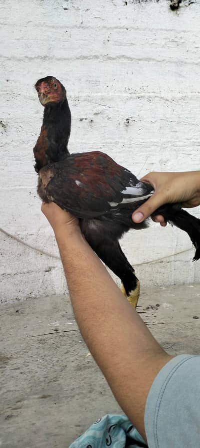 pure mianwali premium quality breed