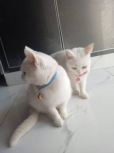 2 Female 11 month old fully trained