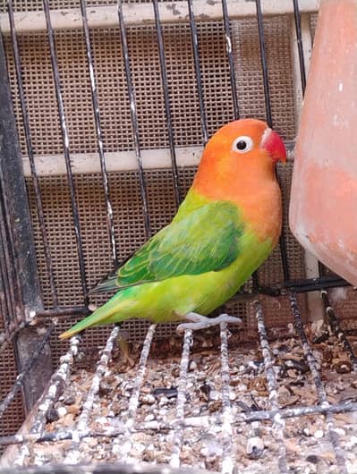 green opaline split ino patha