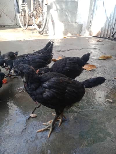 pure austerlop chiks