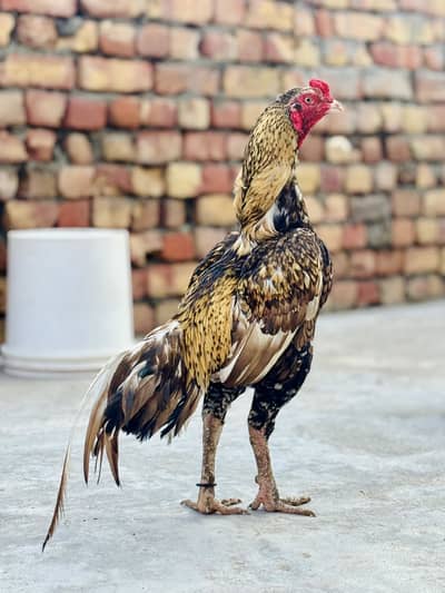 Aseel male 2 female 1 patha