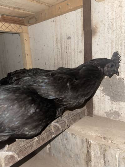 Ayam cemani females 1 female price 4000 home bread