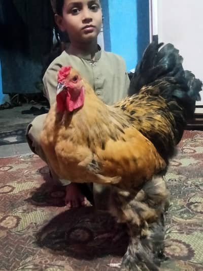 brahma hen sell