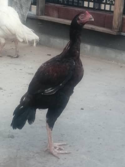 King peela patha /heera patha /heera madi /dasi male