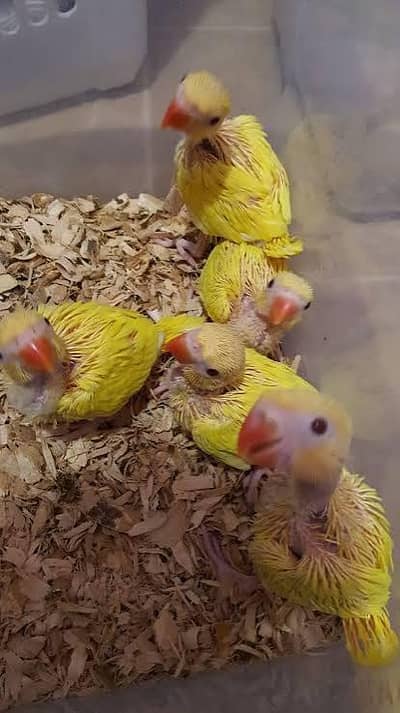 yellow ring neck  / yellow chicks  / yellow parrots