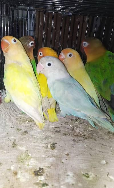 Love birds pairs