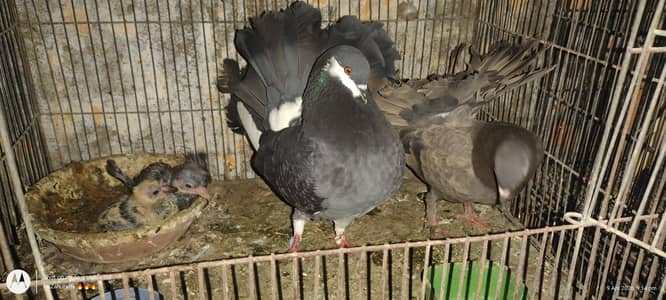 Gola kbotar h sb breeder piar h discretion me sb k details h