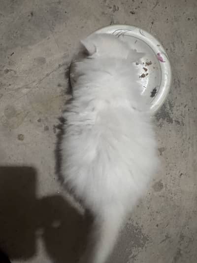 Female kittten tripple cotted