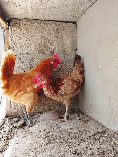 Murgiya Daily 2 eggs