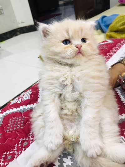 Tripple coated  female persian cat